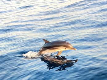 Giardini Naxos: Sunset Dolphin Watching Cruise with Aperitif