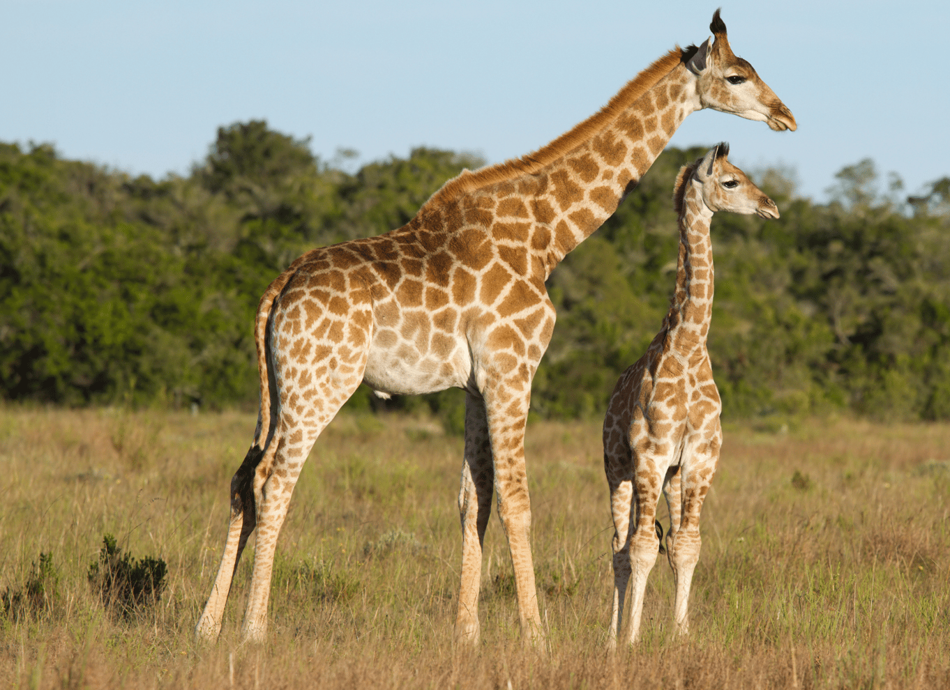 Port Elizabeth: Byrundvisning og dyrelivssafari i 4x4