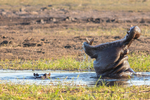 Chobe Safari from Victoria Falls: Game Drive & Cruise