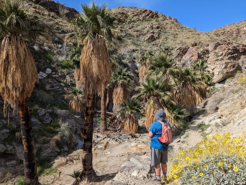 Randonnée à Palm Springs vers une oasis et une vue imprenable sur le