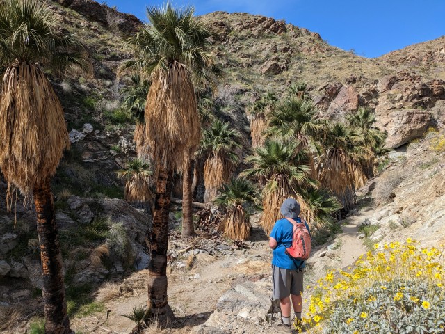 Visit Palm Springs Hike to an Oasis and Amazing Desert Views in Palm Springs