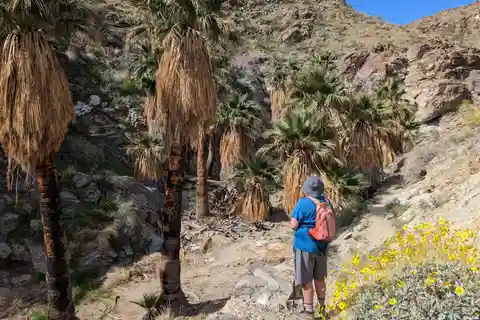 Palm Springs Hike to an Oasis and Amazing Desert Views