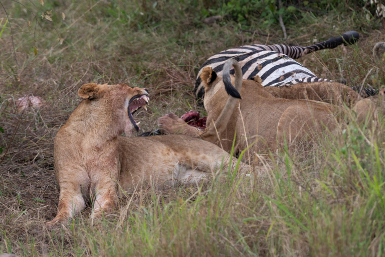 Nairobi: Safari de 3 dias em Maasai Mara com alojamento.AW