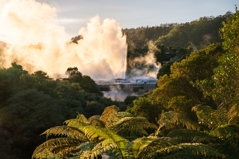 Auckland : Waitomo Glowworms & Te Puia Rotorua with Lunch