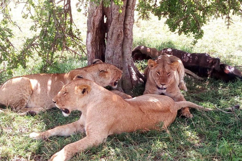 Nairobi : Excursion d&#039;une journée dans le parc national d&#039;Amboseli avec village Masai