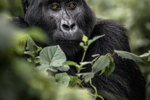 Kigali: 4-Day Rwanda Safari &amp; Uganda Gorilla Trekking