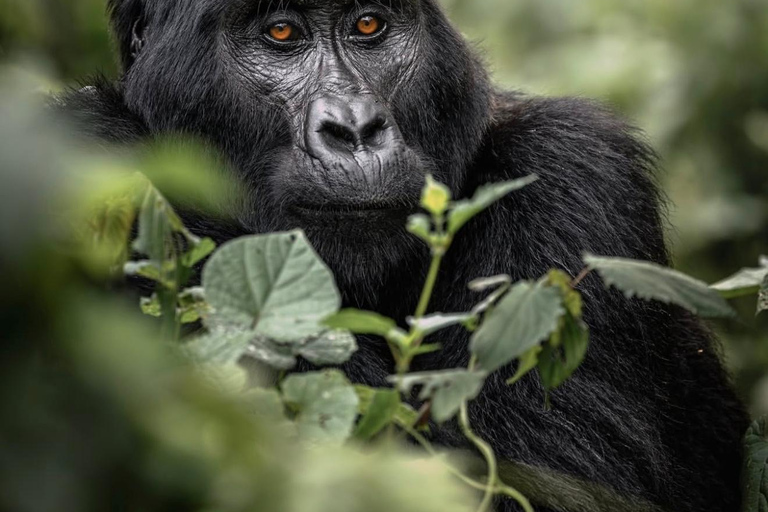 Kigali: 4-Day Rwanda Safari &amp; Uganda Gorilla Trekking