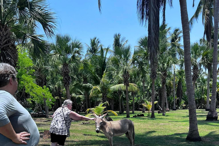 Desde Huatulco: Excursión Ecológica Cocodrilos y TortugasServicio Privado en Vehículo Avanza