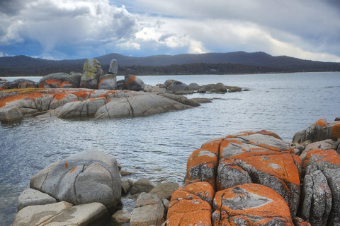 Launceston: Bay of Fires Tour with Bridestowe Lavender Farm