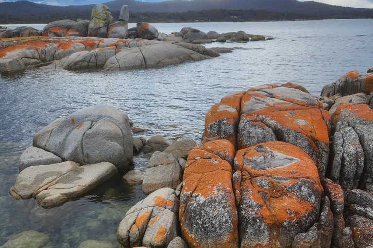 Launceston: Bay of Fires Tour with Bridestowe Lavender Farm