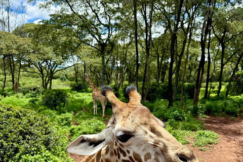 Langata: Rare Rothschild Giraffes Feeding Experience