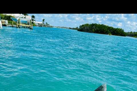 Tour d'avventura con delfini, lamantini e tartarughe marine a Bonita Springs!