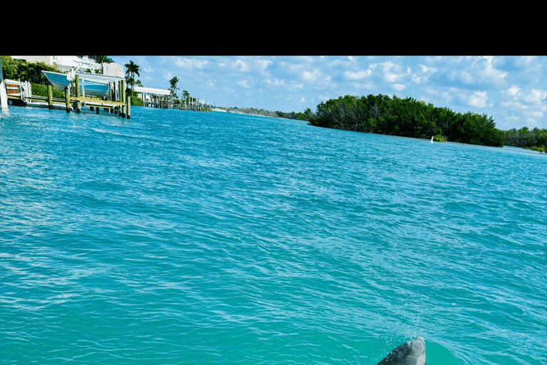 Tour d'avventura con delfini, lamantini e tartarughe marine a Bonita Springs!