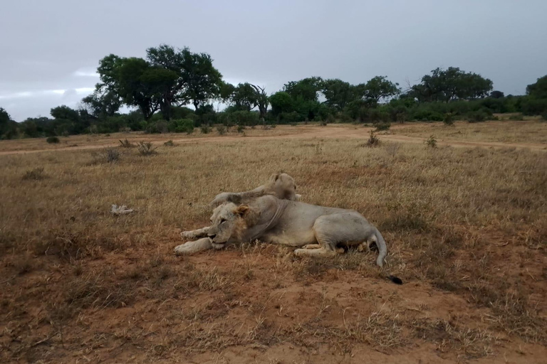 3 days 2 nights safari from Mombasa and Diani