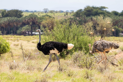 Safari privé de 3 jours à Tsavo Est et Ouest - Faites l&#039;expérience de la nature sauvage