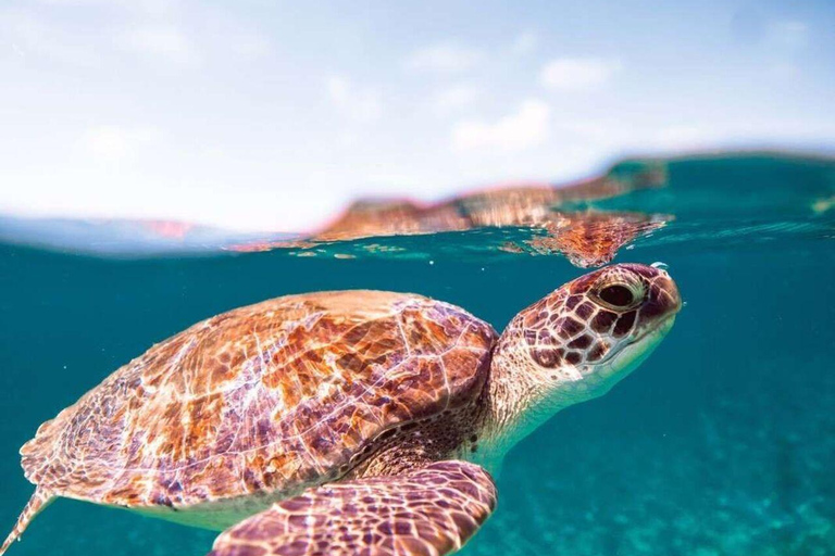 Sansibar: Schwimme mit Schildkröten &amp; schnorchle in der Nungwi-LaguneHoteltransfer im Norden Sansibars