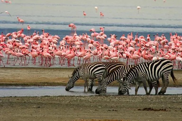 Desde Arusha: Safari de 2 días al Lago Manyara y al Ngorongoro ...