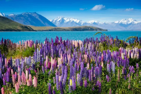 Excursão de um dia ao Mount Cook: Do Monte Cook para Christchurch
