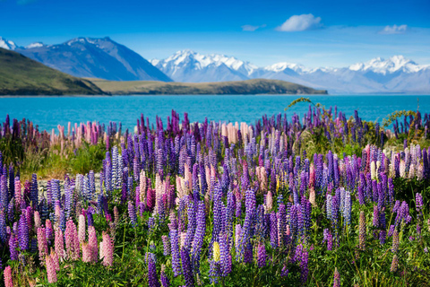 Från Queenstown: Halvdagsguidning till Mount Cook