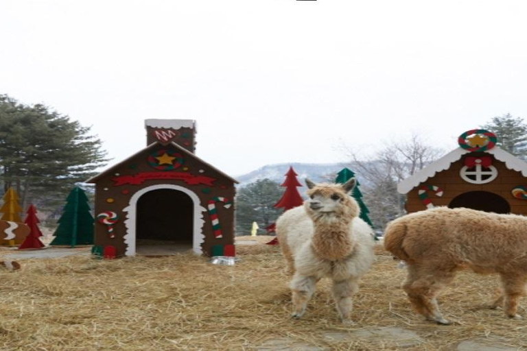 Alpaca World+Nami island_Private Guide