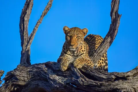 From Johannesburg: 2-Day Safari into Kruger National Park