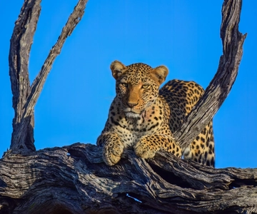 From Johannesburg: 2-Day Safari into Kruger National Park