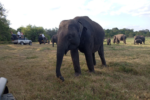 Safari tout compris dans le parc national de Minneriya avec choix de l&#039;hôtel