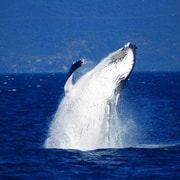 Cairns: Fitzroy Island and Humpback Whale Watching Tour