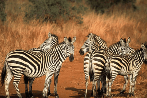 Arusha : expérience culturelle et safari masaï de 5 joursArusha : expérience culturelle masaï et safari de 5 jours