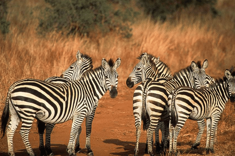 Arusha : expérience culturelle et safari masaï de 5 joursArusha : expérience culturelle masaï et safari de 5 jours