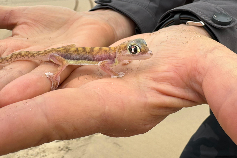 Walvisbay: Sandwich Harbour 4x4 Tour-Unparalleled Experience