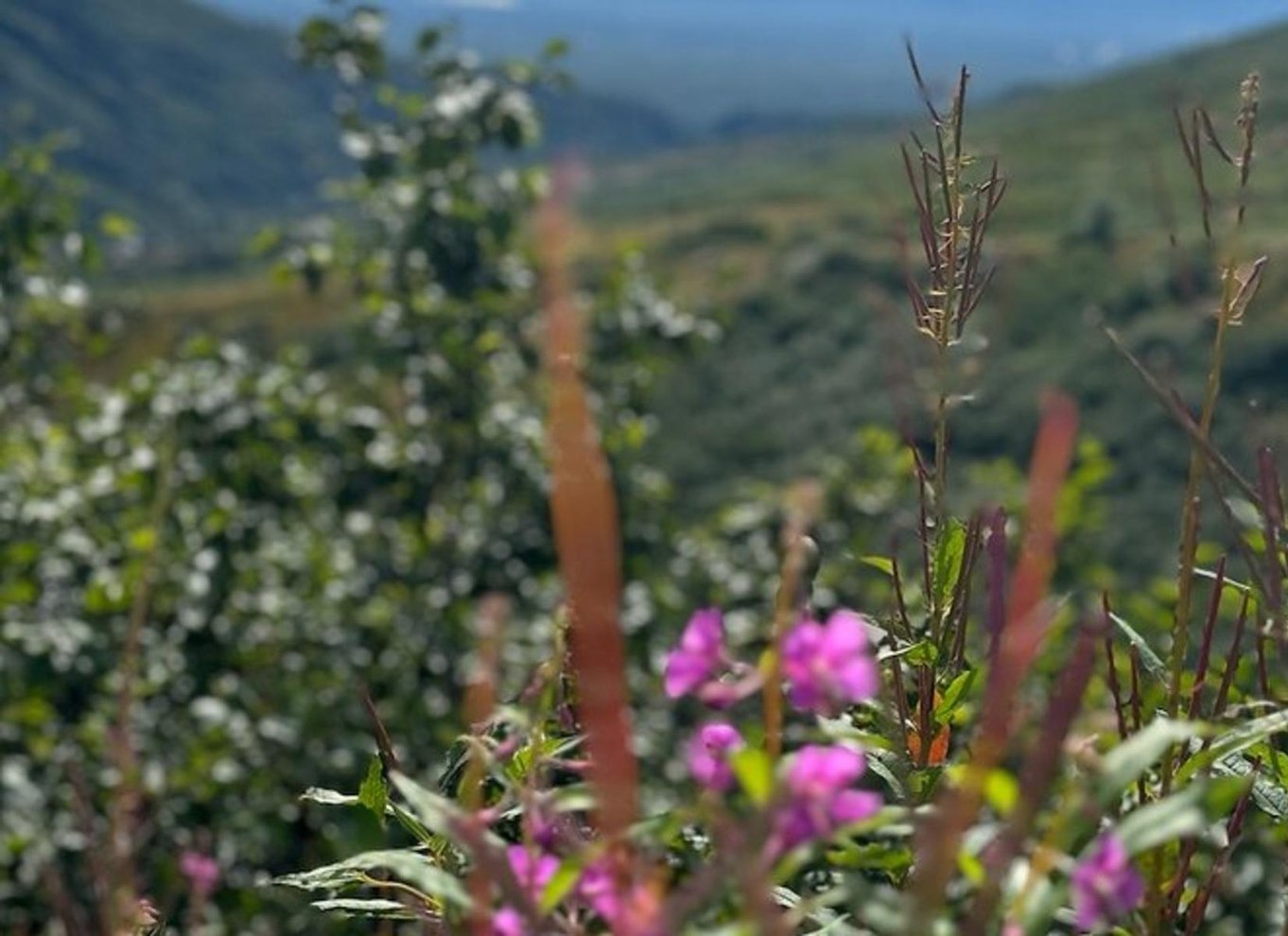 Hatcher Pass og rensdyr-eventyr – afhentning ved ankerplads