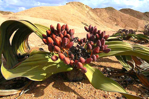 Namib Desert: Pink Salt Lakes, Seal Colony & Moon Valley