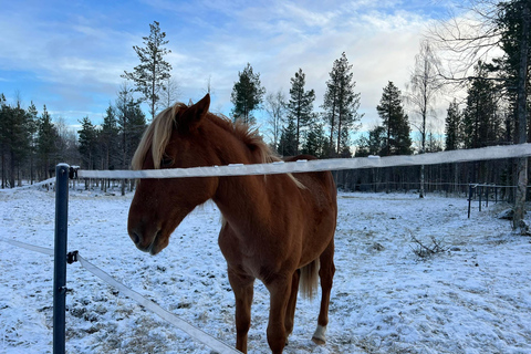 Levi Experience: Det lokala livet på en dag