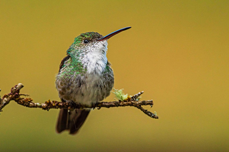 Cusco: Hummingbird Sanctuary Tour — 30+ Bird Species with transfers