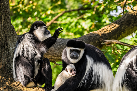 Moshi: Rau Forest Reserve Nature Walk & Community Tour