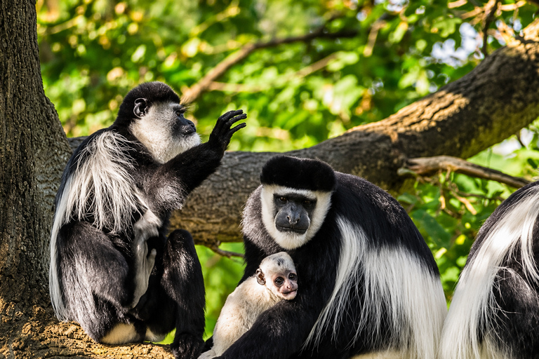 Moshi: Rau Forest Reserve Nature Walk & Community Tour