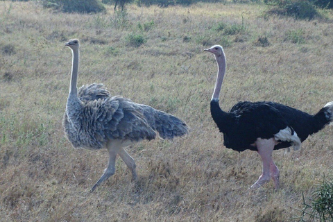Nairobi National Park: Early Morning or afternoon adventure Early morning game drive in a Landcruiser JEEP