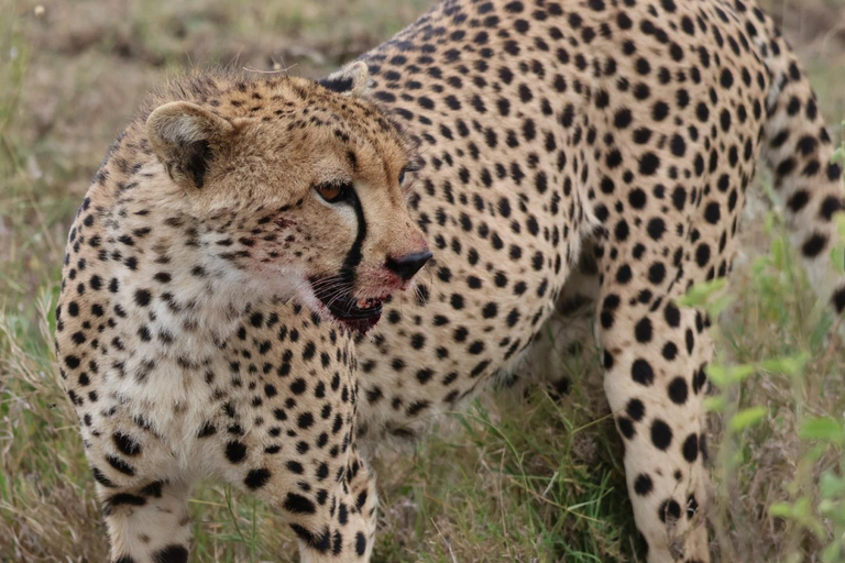 12 Days Tanzania Adventure: Safari, Culture &amp; Mountains