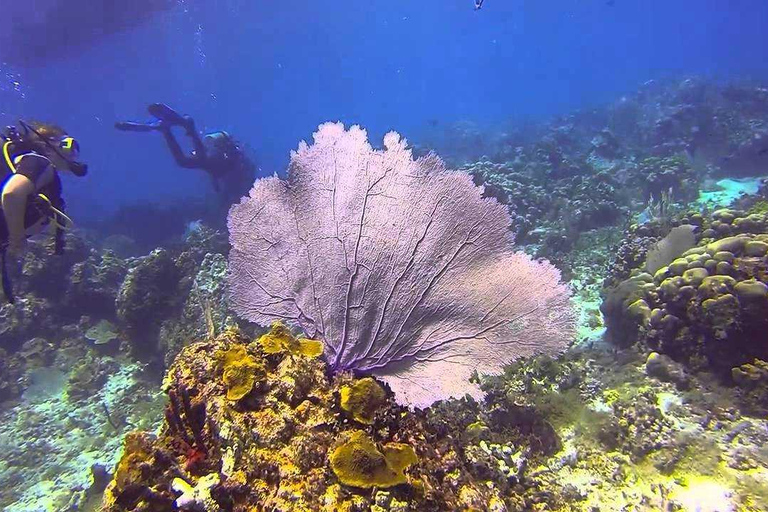 Catalina Island Full-Day Diving Tour + Lunch from Punta Cana Pick-up from Hotels & Airbnb's in Punta Cana