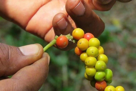 Lushoto: lekcja gotowania i lokalne tańceWycieczka prywatna bez transportu powrotnego do hotelu