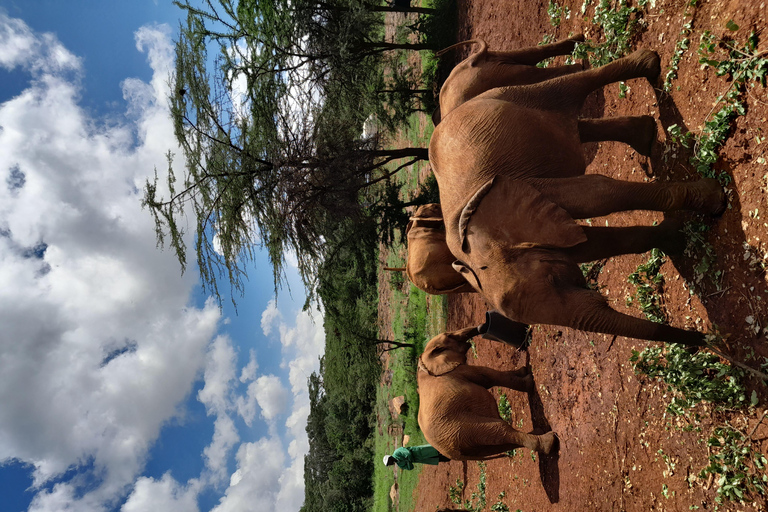 Tour dell&#039;orfanotrofio degli elefanti e del centro delle giraffe di David Sheldrick.Tour dell&#039;orfanotrofio degli elefanti e del centro delle giraffe di David Sheldrick