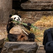 Panda & Friends Tour and a Day at Adelaide Zoo