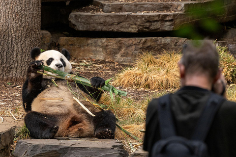 Excursão Panda &amp; Friends e um dia no Zoológico de Adelaide
