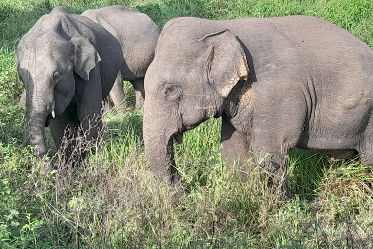 3-Day Yala & Bundala Wildlife Experience From Colombo.
