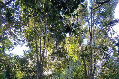 Itacaré: Maraú - 5-Day Silence and Purification Retreat