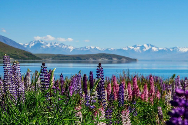 Christchurch: para Mount Cook via Lake Tekapo - Excursão de ida e volta