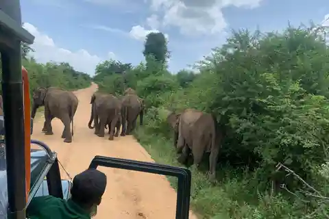 From Unawatuna: Udawalawe National Park Safari with transfer
