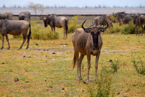Viaggio di due giorni al Lago Manyara con canoa e passerella tra le cime degli alberiCampeggio a Karatu