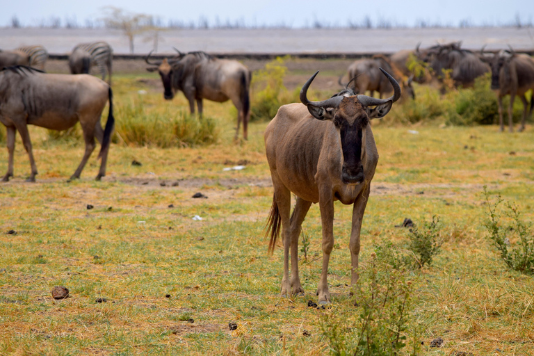Viaggio di due giorni al Lago Manyara con canoa e passerella tra le cime degli alberiCampeggio a Karatu